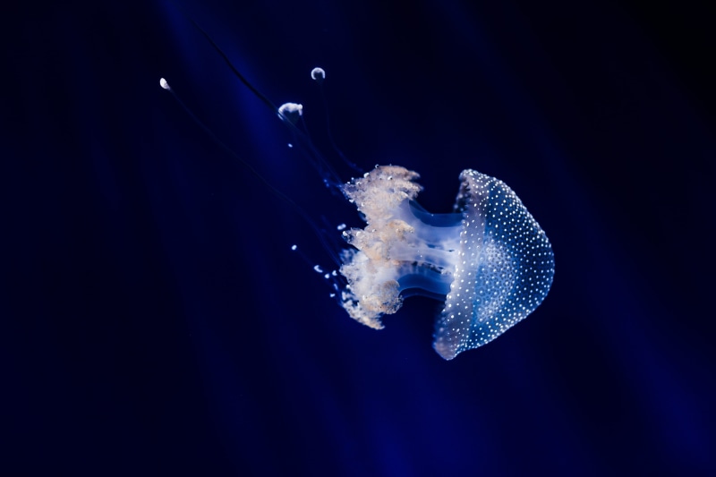 tank, animal, poisonous, animals in the wild, swim, sea, animals in captivity, jellyfish, one animal, underwater, deep, animal themes, nature, animal wildlife