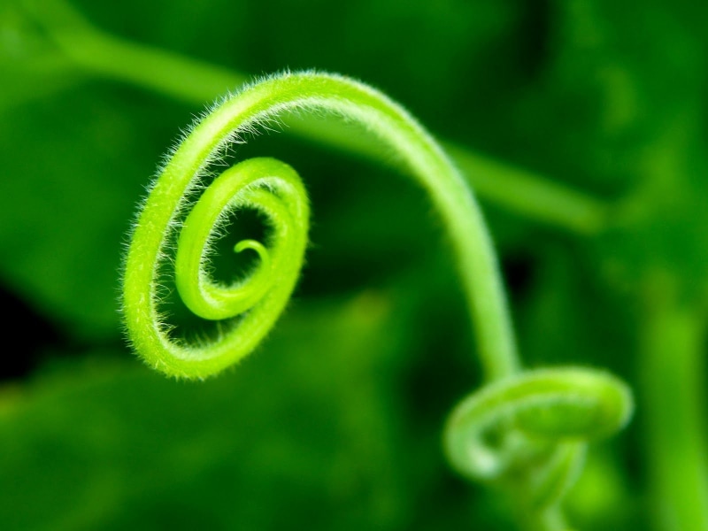 tendril, freshness, green color, 720P, plants, extreme close-up, nature, close-up, macro, beauty in nature, swirl, curled up, Spiral, plant, vulnerability