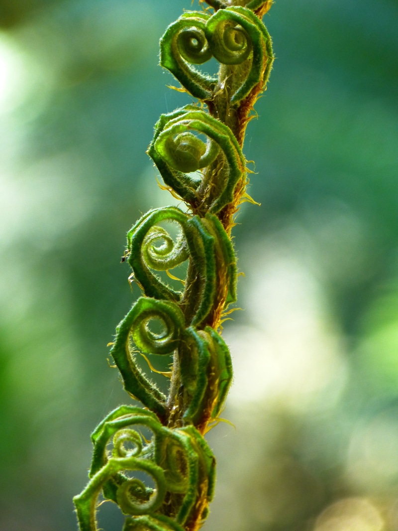 leaf fern, leaves, animal, spiral, group of animals, roll out, fiddlehead, green color, tendril, metal, focus on foreground, vine, young leaves, close-up