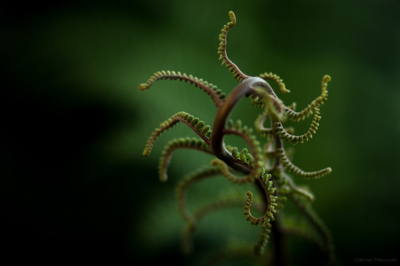 tendril, blur, leaves, focus on foreground, tranquility, green, close-up, outdoors, vulnerability, growth, leaf, beauty in nature, day, fern, spiral, leafed