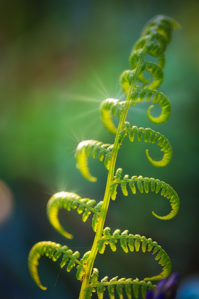 day, blooming, plant, light, green color, outdoors, beauty in nature, bright, environment, flora, leaf, 5K, close-up, blur, focus, freshness