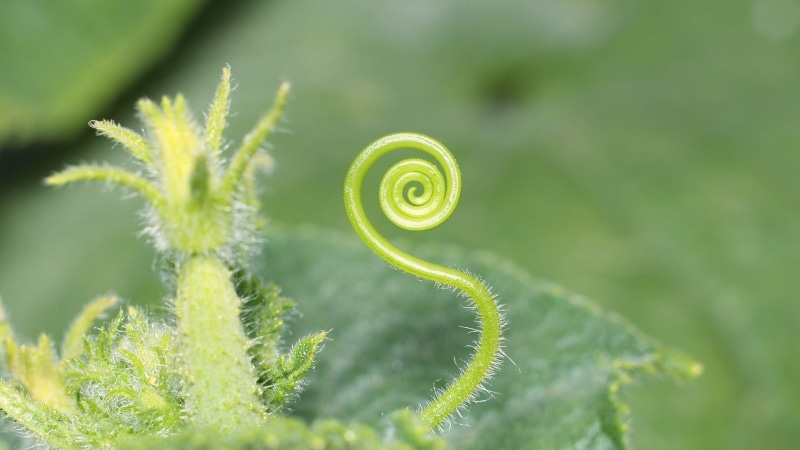 outdoors, curled up, 1080P, sheet, selective focus, growth, plant part, food and drink, fern, tendril, plant, leaf, freshness, nature, vegetable, day