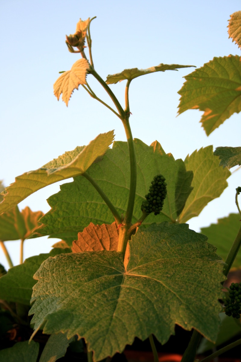 focus on foreground, 4K, maple leaf, plant part, sky, change, low angle view, last light, no people, day, leaves, green color, sundown, vine, green-gold