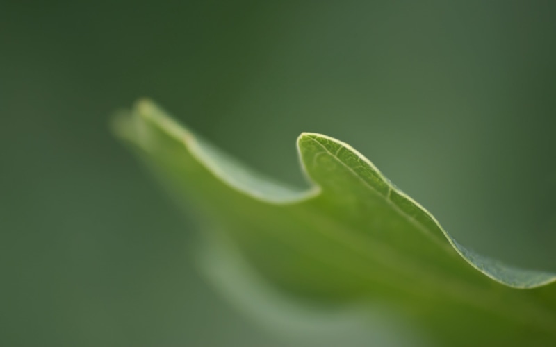 freshness, beginnings, grass, beauty in nature, day, green, tranquility, close-up, green color, 2K, focus on foreground, carved, vulnerability, extreme close-up