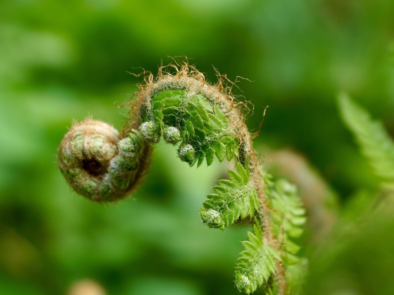beauty in nature, plant, animal themes, vascular cryptogams, no People, close-up, leaf, focus, flora, shallow, insect, selective focus, fern plant, fiddlehead