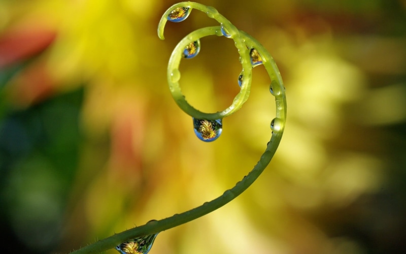 circle, tree, focus on foreground, water, nature, day, close-up, scroll, curled up, backgrounds, abstract, selective focus, fragility, plant, ring, dew