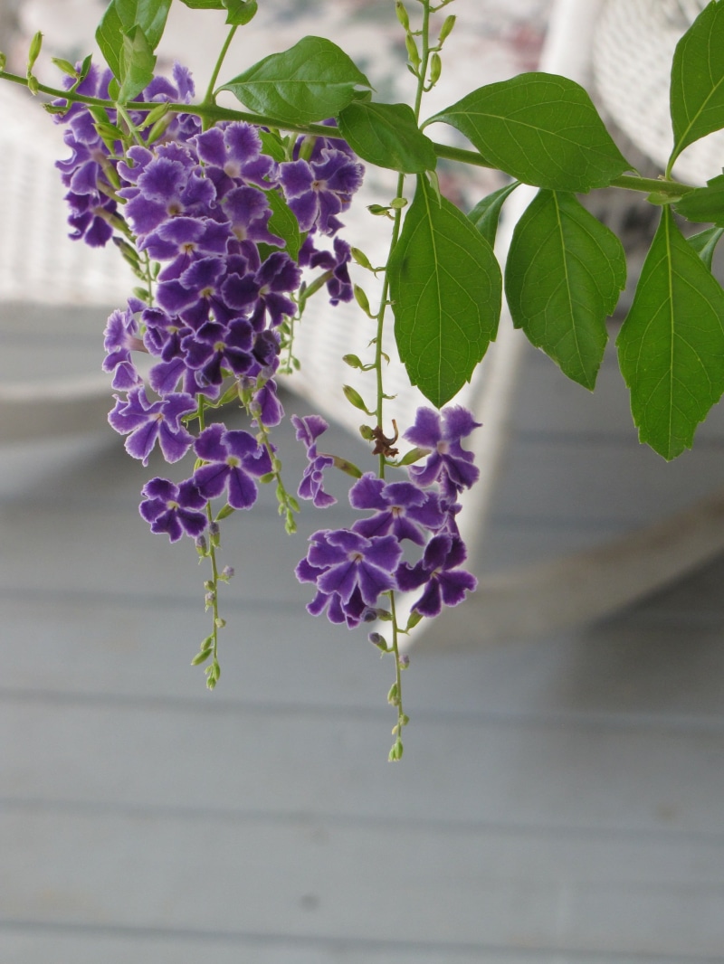 summer, freshness, flowering plant, close-up, fresh, sprig, no people, plant part, ornament, bright, creeper, pure, nature, decoration, elegance, foliage