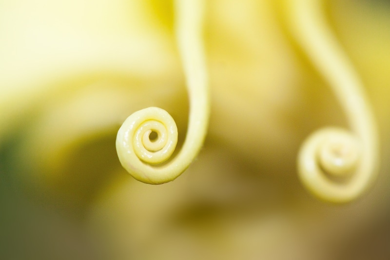 4K, swirl, spiral, curled up, fragility, day, rolled up, yellowish, vulnerability, nature, flowers, schneckenförmig, outdoors, focus on foreground, extreme close-up