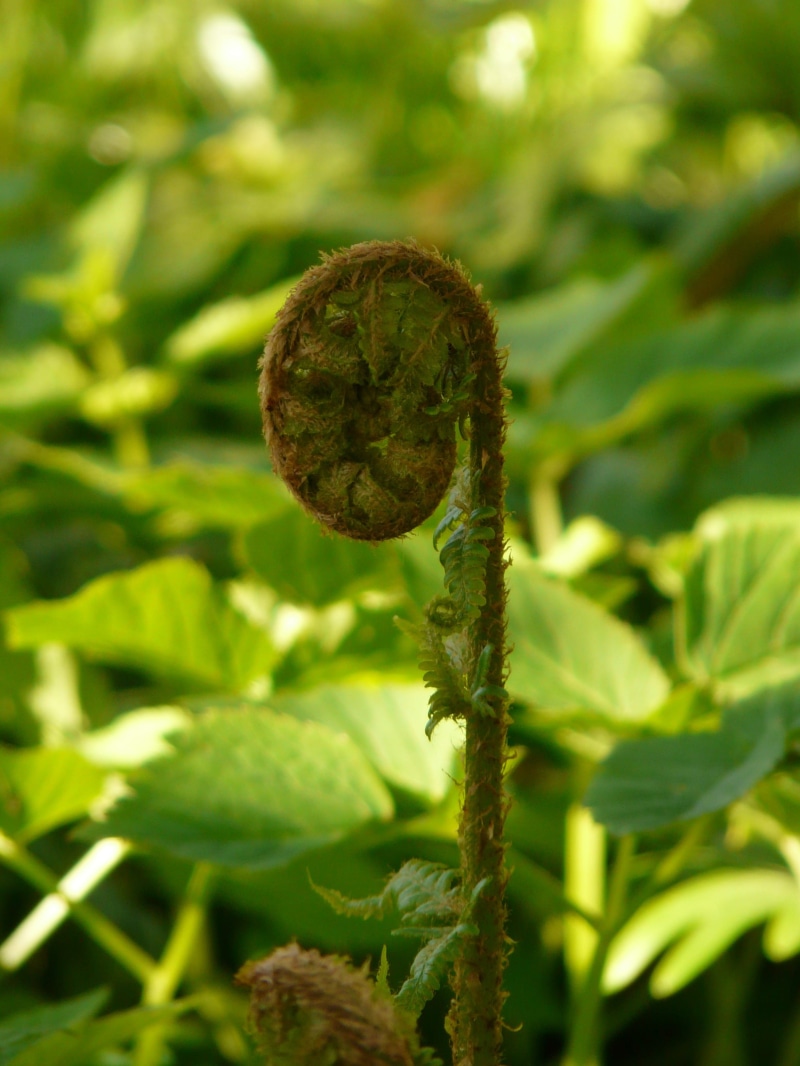 dryopteris affinis, dryopteris, woodfern, vegetable, tendril, growth, plant part, focus on foreground, leaf, close-up, domestic goldschuppenfarn, nature