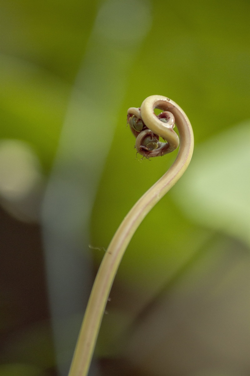 background, animals in the wild, vulnerability, tropical, exotic, blur, animal themes, gastropod, spiral, fragility, strange, selective focus, curl, green