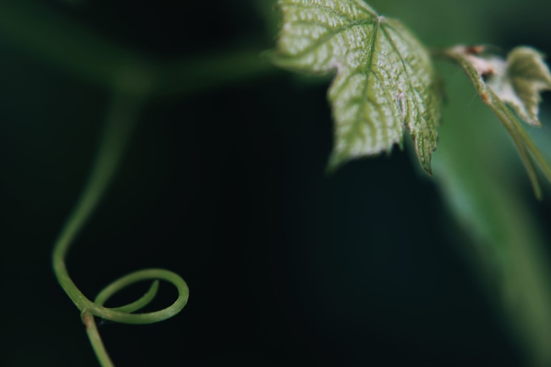 freshness, leaf, mammal, macro, spiral, green, photography, focus, green color, studio shot, vine, moss, selective focus, plant, veins, droplet, plant part