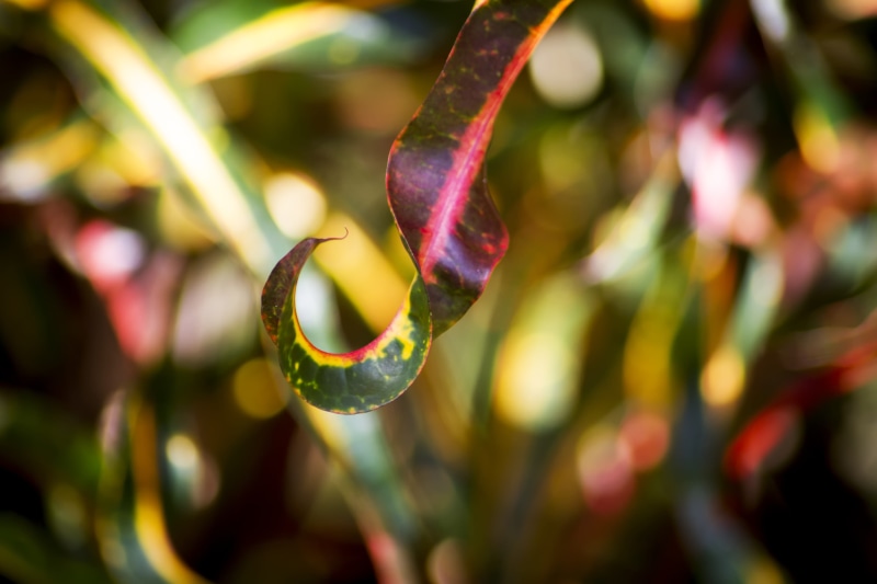 multi colored, focus on foreground, green color, beauty in nature, curled up, foliage, yellow, natural, tropical, green, tranquility, 5K, macro, closeup