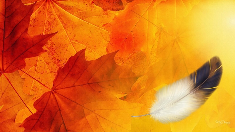 leaves, remnants, feather, colors, orange, gold, 3d and abstract, autumn, summer, firefox persona, fall, yellow, 1080P