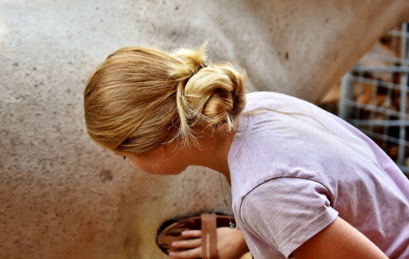 young adult, young women, real people, focus on foreground, hair, casual clothing, rear view, hair bun, horse, effort, indoors, adult, 5K, brush, lifestyles