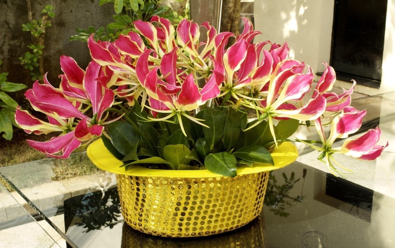 flowering plant, plant part, pink Color, close-up, vulnerability, table, flower Head, pink, flower, growth, plant, springtime, yellow, hat, botany, 2K
