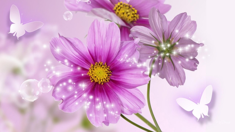 lavender, spring, flowers, 1080P, summer, shine, stars, cosmo, celebration, glow, papillon, fleurs, wild flowers, cosmos