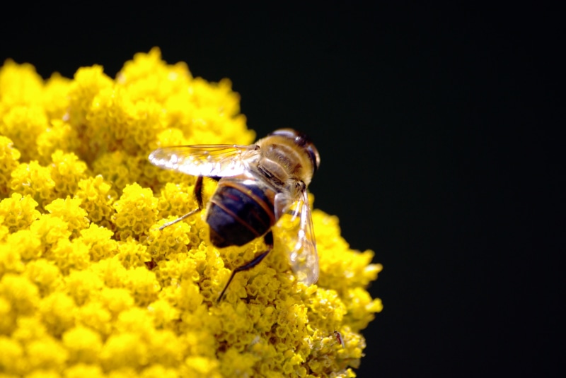 DoF, 4K, Osona, pollen, abella, Agost, Montseny, Insect, natura, Viladrau, summer, scums, macro, petaled, close-up, honey, bee, amarillo, verano, nature