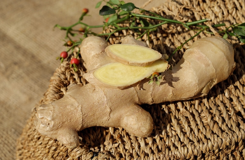 animal, healing, root, branch, day, close-up, one animal, closeup, brown, wood - material, 4K, vertebrate, ginger, healthy, animal body part, outdoors