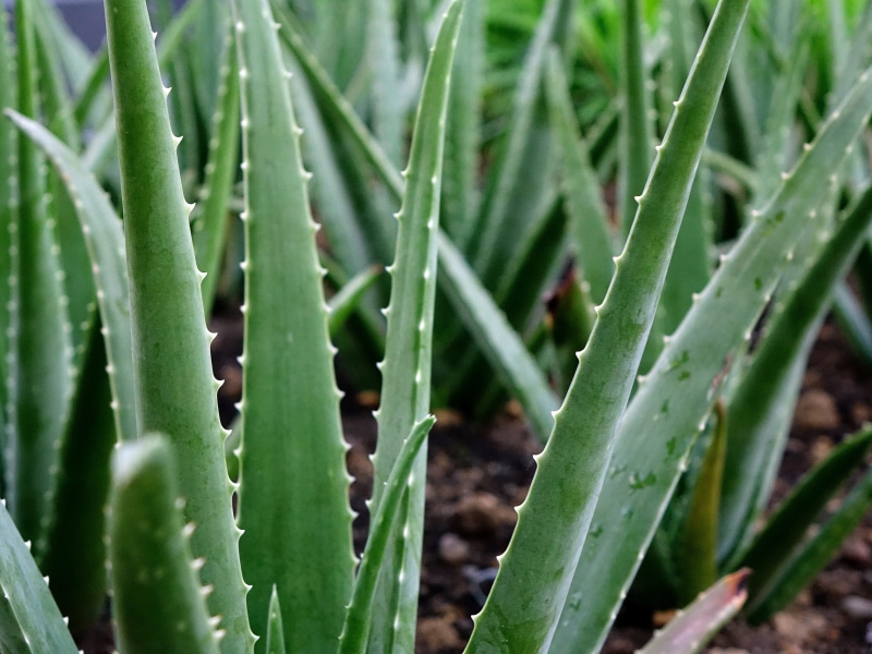 succulent, spiky, full frame, aloe, no people, outdoors, photo, aloin, spiked, close, nature, healing, day, growth, aloe vera, sharp, leaf, vera, close-up