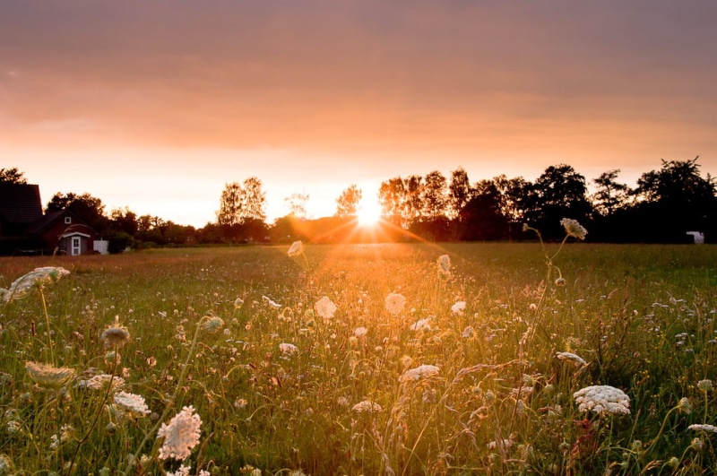 plant, sunlight, grass, 480P, rural Scene, sunrise - Dawn, Sunset, nature, dandelion, agriculture, meadow, sky, outdoors, field, III, summer, farm, sun