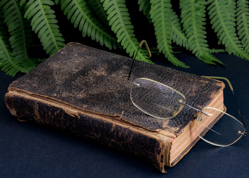 nostalgia, glasses, leaves, plant part, green color, indoors, weathered, old, used, still life, 4K, plant, container, fern, no people, table, day, bifocals