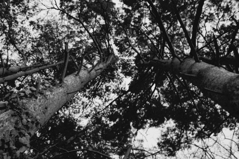 trunk, forest, bury saint edmunds, tranquility, lush foliage, black and white, 5K, tree canopy, land, plant, look up, plant part, branches, tree trunk