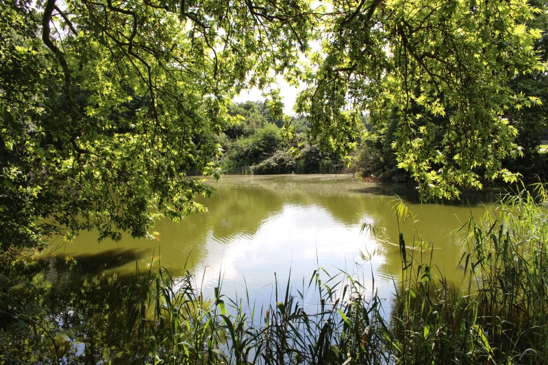 green, leaf, lake, day, summer, non-urban scene, 5K, water, tranquility, river, nature, tree, growth, trees, beauty in nature, green color, greenery, land
