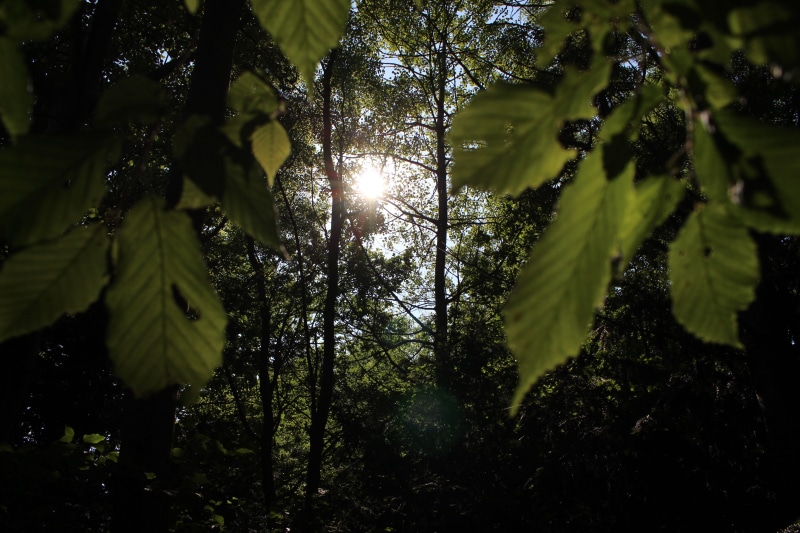 outdoor, the moreton hall, bury saint edmunds, streaming, sunrise, sun, tree, leaf, no people, plant, leaves, plant part, nature, growth, selective focus