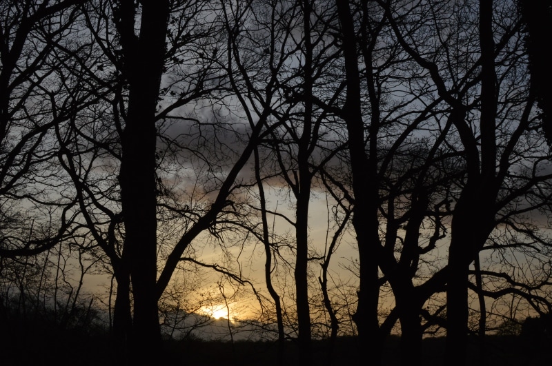 nature, blue, tree trunk, beauty in nature, bare tree, scenics - nature, bradfield woods, dusk, tranquility, non-urban scene, orange, dead plant, branch