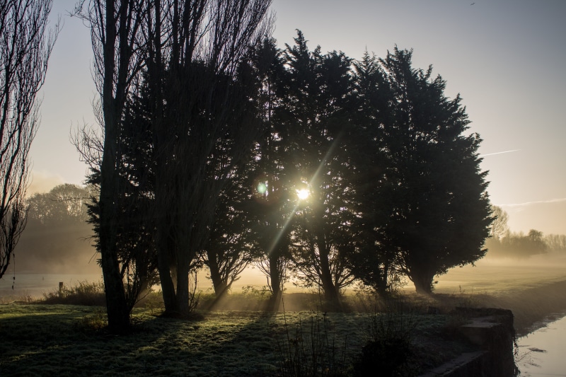 golden hour, sunbeam, beauty in nature, wildlife, glow, sun, tree, golden, sunset, golden glow, united kingdom, nature, bury saint edmunds, sun rays, sunlight