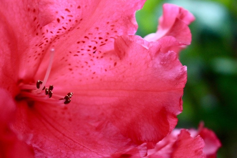 5K, insect, closeup, nature, flower, freshness, bury saint edmunds, pollen, inflorescence, greenery, flower head, vulnerability, fragility, summer, outdoors