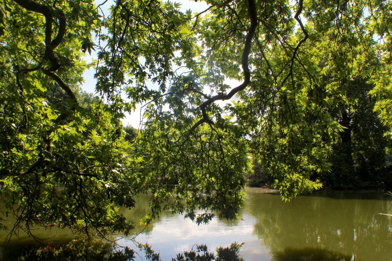 outdoors, growth, sunshine, no people, hardwick heath, land, non-urban scene, water, leaves, 5K, beauty in nature, green color, forest, hidden, tranquility