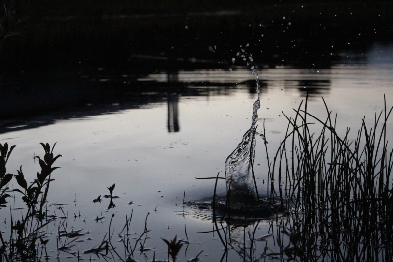 5K, outdoors, lake, united kingdom, animal themes, water, animal, droplet, grass, nature, vertebrate, no people, plant, bird, riverside, animal wildlife