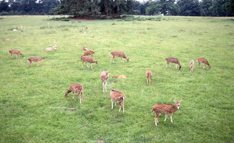 domestic, herd, animals in the wild, landscape, plant, animal, mammal, bury saint edmunds, domestic animals, day, grass, animal themes, outdoors, livestock