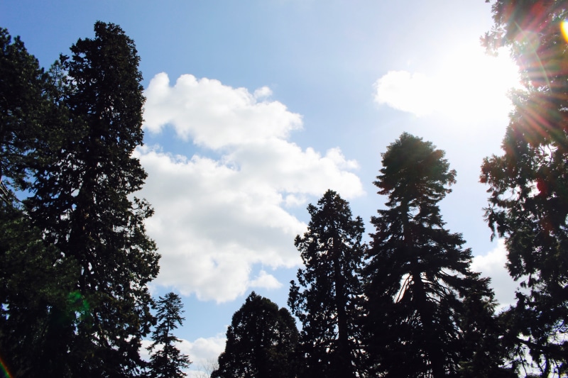 coniferous tree, cloud - sky, sunbeam, 5K, no people, summer, sunlight, sunshine, bury saint edmunds, solar flare, tall, scenics - nature, beauty in nature