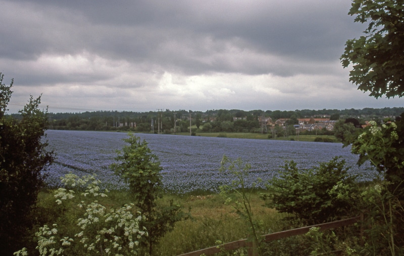 sky, cloud - sky, river, scenics - nature, no people, east anglia, england, water, building, overcast, united kingdom, 4K, tree, bury saint edmunds, bury st edmunds