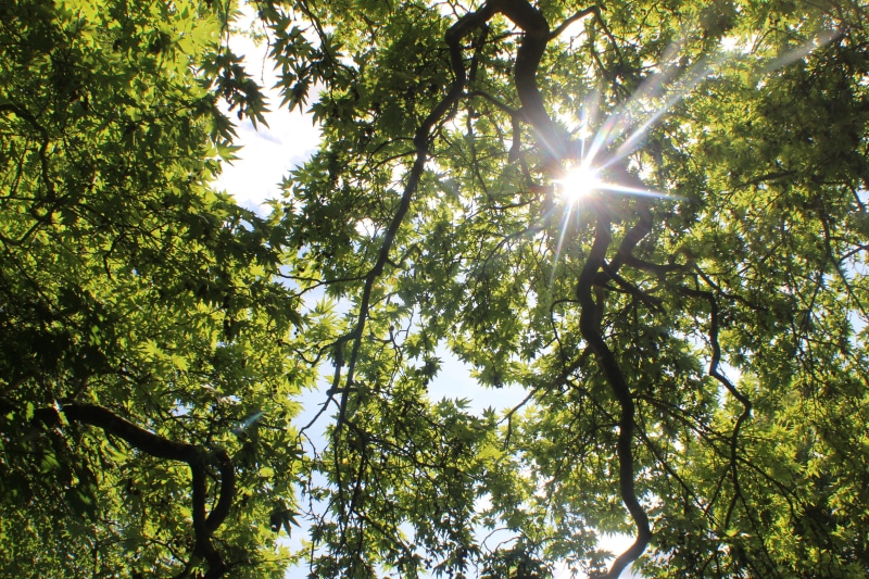 leaves, low angle view, nature, high, sunshine, greenery, lens flare, sunbeam, tree canopy, hardwick heath, no people, solar flare, bury saint edmunds