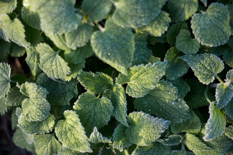 close-up, directly above, green color, mint leaf - culinary, frosty, plant, ice, nature, winter, december, plant part, leaves, herb, high angle view, icey