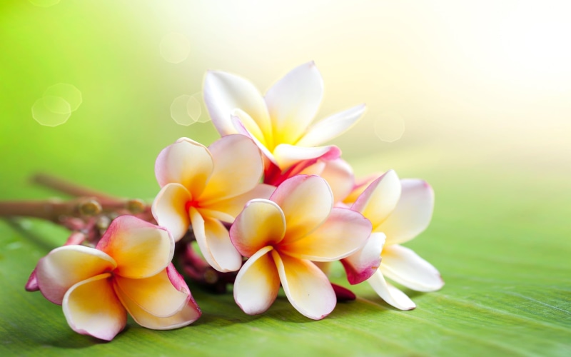 hd, flower, close-up, desktop, inflorescence, widescreen, bunch of flowers, beauty in nature, purity, springtime, flowering plant, plant, freshness