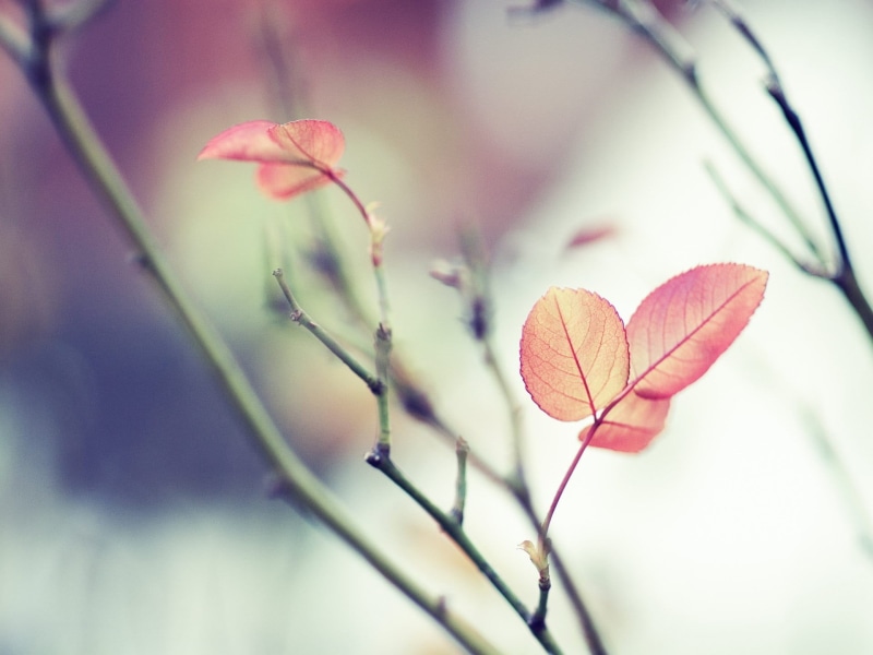 beauty in nature, freshness, vulnerability, leaf, springtime, selective focus, plant part, red, plant stem, focus on foreground, close-up, 1080P, plant