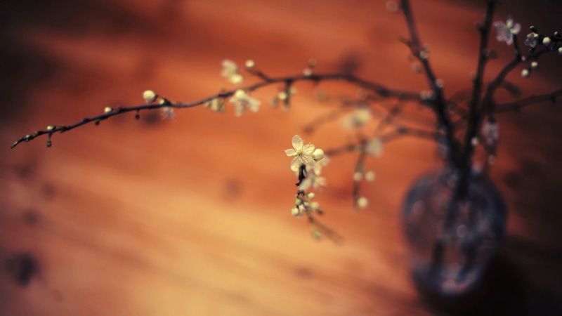macro, twigs, outdoors, season, depth of field, plants, vases, food and drink, autumn, white, wood - Material, flower, tranquil Scene, flowers, day, blossom