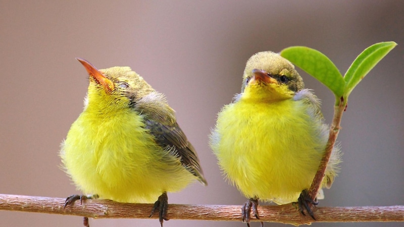 perching, young animal, parakeet, green color, no people, 4K, budgerigar, baby birds, young bird, yellow, animals in the wild, vertebrate, group of animals