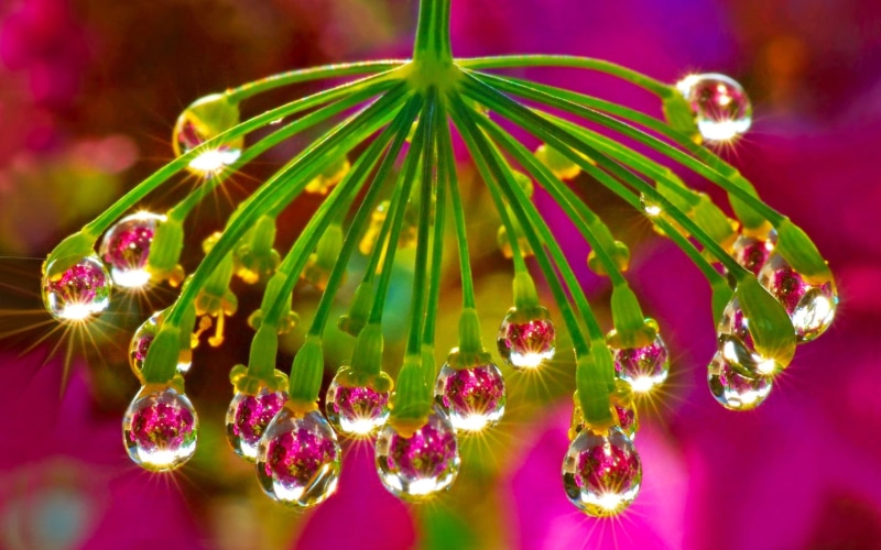 high, sun, tablet, rays, resolution, computer, water, mobile, dew, 4K, flower, drops, twigs, desktop, morning
