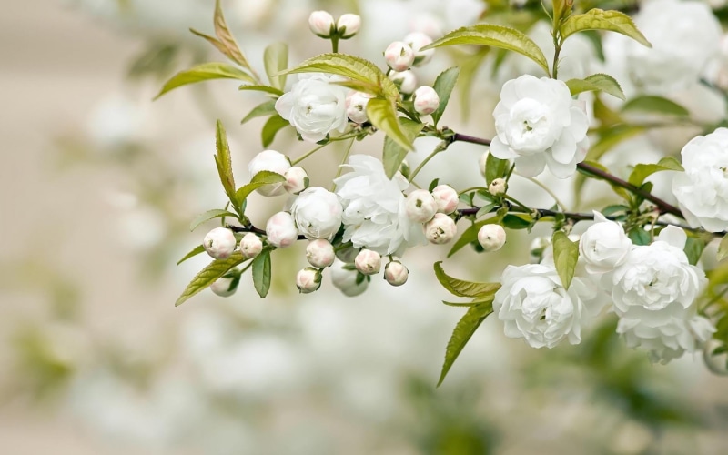 blossoms, gardening, white, growth, flowers, cherry tree, leaf, japan, botany, pink Color, fragility, twig, 2K, no People, focus on foreground, beauty In Nature