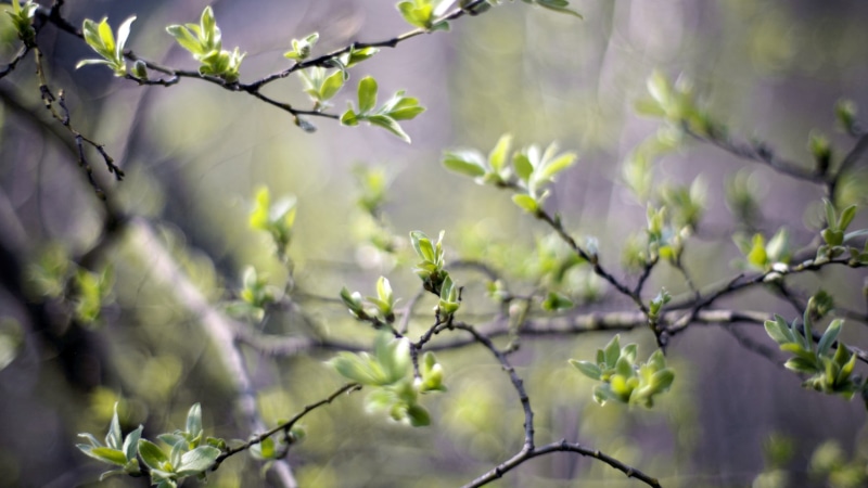 leaves, vulnerability, tranquility, focus on foreground, tree, depth of field, branch, growth, close-up, 2K, flower, no people, plant, plant part, green