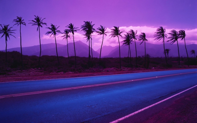 palm trees, landscape, 1080P, sunset, purple, road, nature