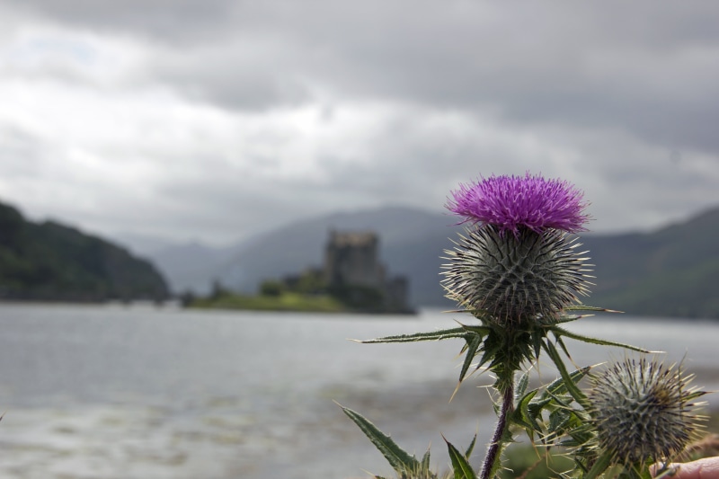 focus on foreground, fragility, mountain, photo, inflorescence, water, growth, scotland, springtime, scottish, nature, cloud - sky, traditional, flower
