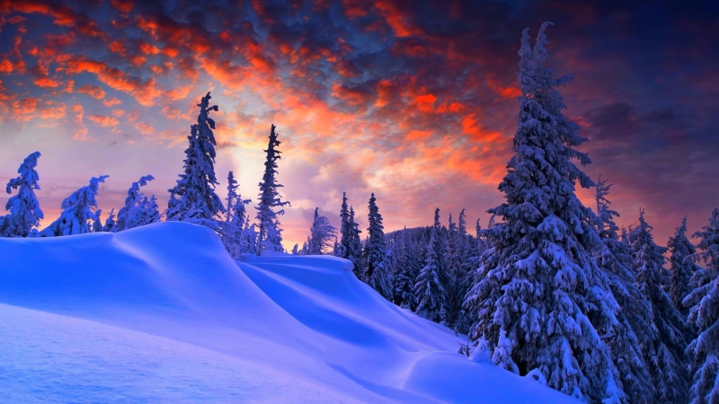 nature, 4K, fir, pines, pink sky, freezing, winter, snow, slop, snowy, forest, pine tree, sunset, mount scenery, sky, mountain, cloud, tree