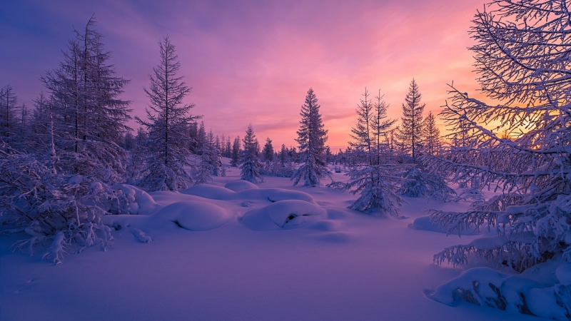 tranquil scene, plant, sky, woodland, pine woodland, non-urban scene, evergreen tree, wilderness, cold temperature, pine tree, no people, winter, forest