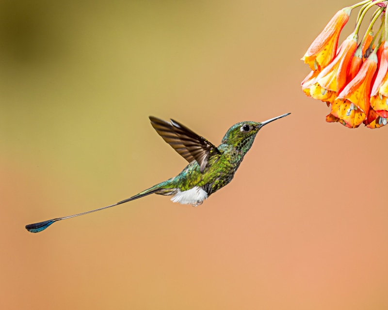 closeup photography, flying, Booted Racket-tail, racket, tail, iridescent, nature, hummingbird, flower, multi Colored, petaled, hovering, booted, photography